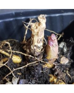 Aralia cordata 'Sun King' / Aralie dorée