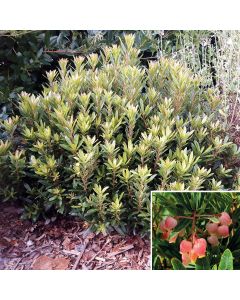 Arbutus unedo MERCURIUS® 'Bocarm' / Arbousier compacte