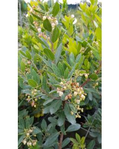 Arbutus unedo 'Compacta' / Arbousier ou Arbre aux fraises compacte