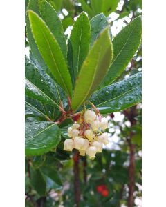 Arbutus unedo 'Atlantic' / Arbousier ou Arbre aux fraises