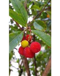 Arbutus unedo (De semis) / Arbousier ou Arbre aux fraises