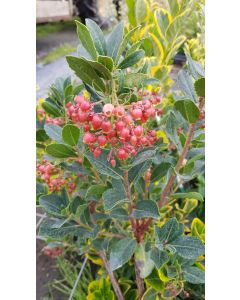 Arbutus unedo 'Rubra' / Arbousier ou Arbre aux fraises à fleurs rouge