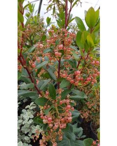 Arbutus unedo 'Rubra' / Arbousier ou Arbre aux fraises à fleurs rouge