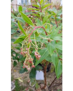 Arbutus x andrachnoides / Arbousier hybride