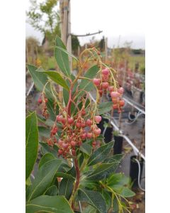 Arbutus x andrachnoides / Arbousier hybride