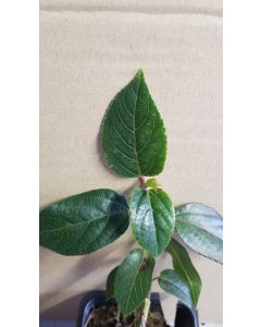 Aristotelia chilensis 'Femelle' / Macqui du Chili