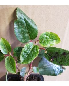 Aristotelia chilensis 'Mâle' / Macqui du Chili