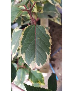 Aristotelia chilensis 'Variegata' / Macqui du Chili