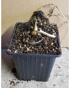 Armoracia rusticana / Raifort