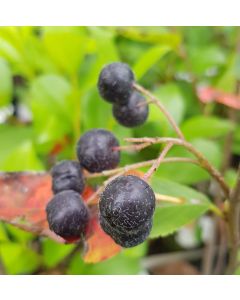 Aronia arbutifolia 'Brilliant' / Aronie à feuilles d'arbousier