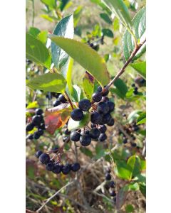 Aronia prunifolia 'Nero' / Aronie à gros fruits