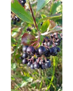 Aronia melanocarpa / Aronie du Canada