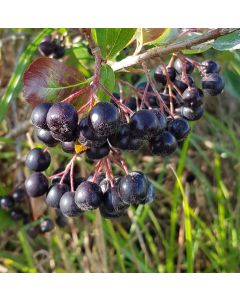 Aronia melanocarpa 'Professor Ed' / Aronie du Canada compact