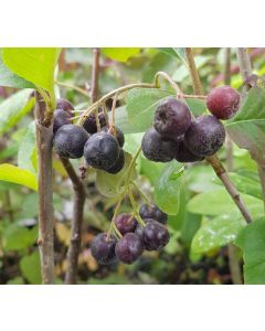Aronia melanocarpa  'Galicjanka' / Aronie du Canada