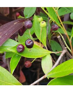 Aronia melanocarpa 'Hugin' / Aronie du Canada compact