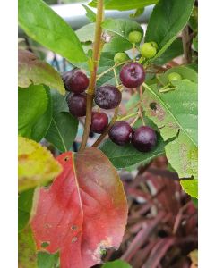 Aronia mitschurini 'Amit' / Aronie de Mitchourine