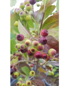 Aronia prunifolia 'Nero' / Aronie à gros fruits