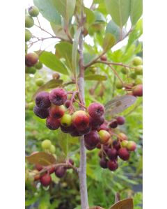 Aronia prunifolia 'Viking' / Aronie à gros fruits