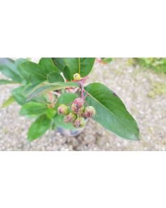 Aronia prunifolia 'Aron' / Aronie à gros fruits