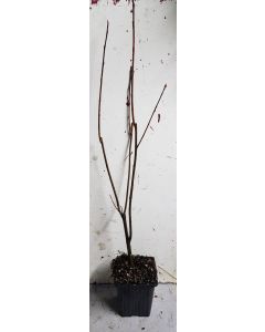 Aronia arbutifolia 'Brilliant' / Aronie à feuilles d'arbousier