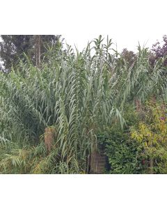 Arundo donax / Canne de Provence