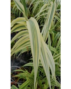 Arundo donax 'Ely' / Canne de Provence Naine