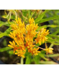 Asclepias tuberosa / Asclépiade tubéreuse 