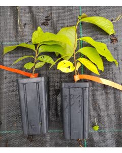 Asimina triloba (Semis) / Asiminier