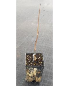 Asimina triloba 'Sweet Virginia' (De greffe) / Asiminier Sweet Virginia