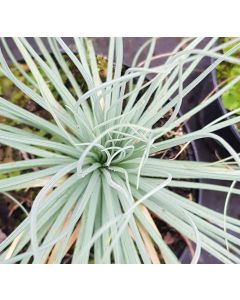 Asphodeline lutea / Bâton de Jacob