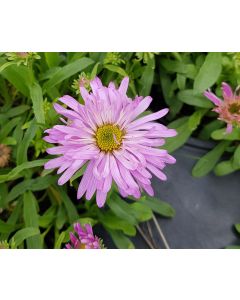 Aster alpinus 'Happy End' / Aster Des Alpes rose