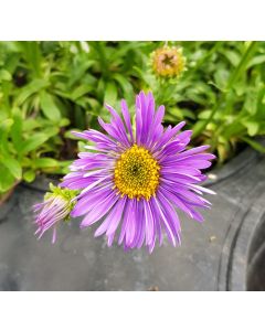 Aster alpinus 'Violet' / Aster Des Alpes