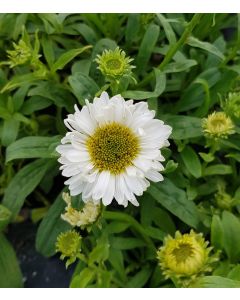 Aster alpinus 'Albus' / Aster Des Alpes