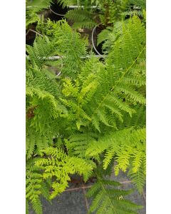 Athyrium filix-femina / Fougère femelle