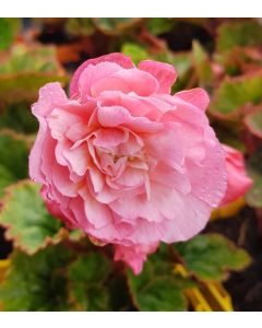 Begonia odorata 'Pink Delight' / Bégonia parfumée
