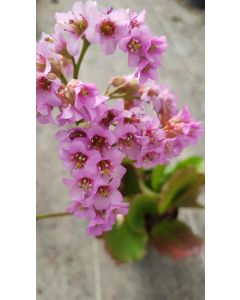 Bergenia cordifolia / Bergénie à feuilles cordées 