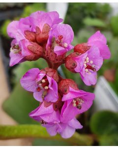Bergenia cordifolia 'Rotblum' / Bergénie à feuilles cordées 