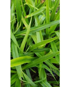 Beschorneria calcicola / Lis du Mexique