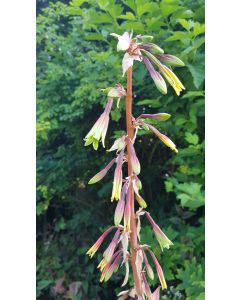 Beschorneria yuccoides / Lis du Mexique