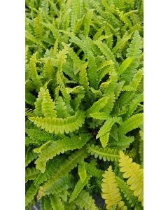 Blechnum penna-marina / Fougère du Chili