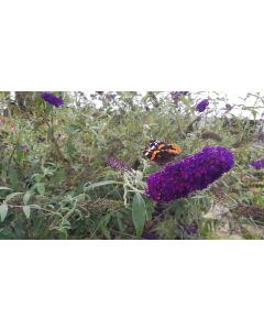 Buddleia davidii 'Black Knight' / Arbre aux papillons à fleurs pourpres