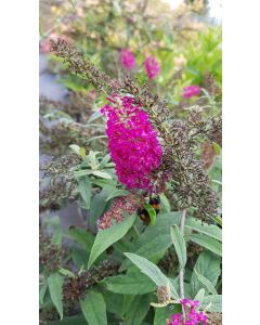 Buddleia x 'Miss Ruby' / Arbre aux papillons nain rouge