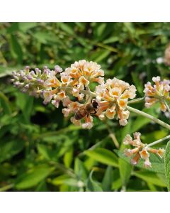 Buddleia x weyeriana 'Sungold' / Arbre aux papillons