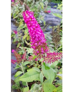 Buddleia davidii BUTTERFLY™RED / Arbre aux papillons rouge