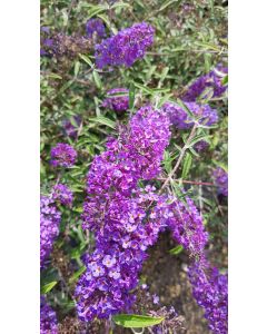 Buddleia davidii 'Nanho Blue' / Arbre aux papillons