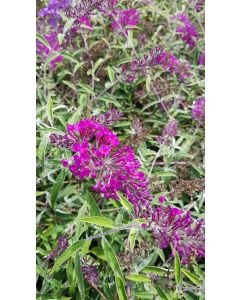 Buddleia davidii 'Nanho Purple' / Arbre aux papillons