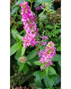 Buddleia x PINK MICRO CHIP® 'NC20102' / Arbre aux papillons nain