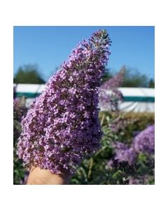 Buddleia x davidii 'Gulliver' / Arbre aux papillons à fleurs géantes