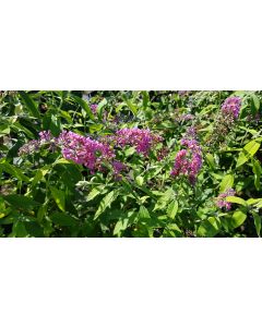 Buddleia davidii 'Flower power'® / Arbre aux papillons bicolore