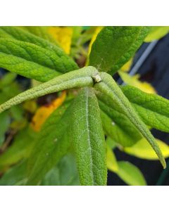 Buddleia auriculata / Arbre aux papillons d'hiver